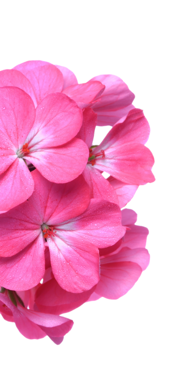 Bloemlinks planten kopen Emmen