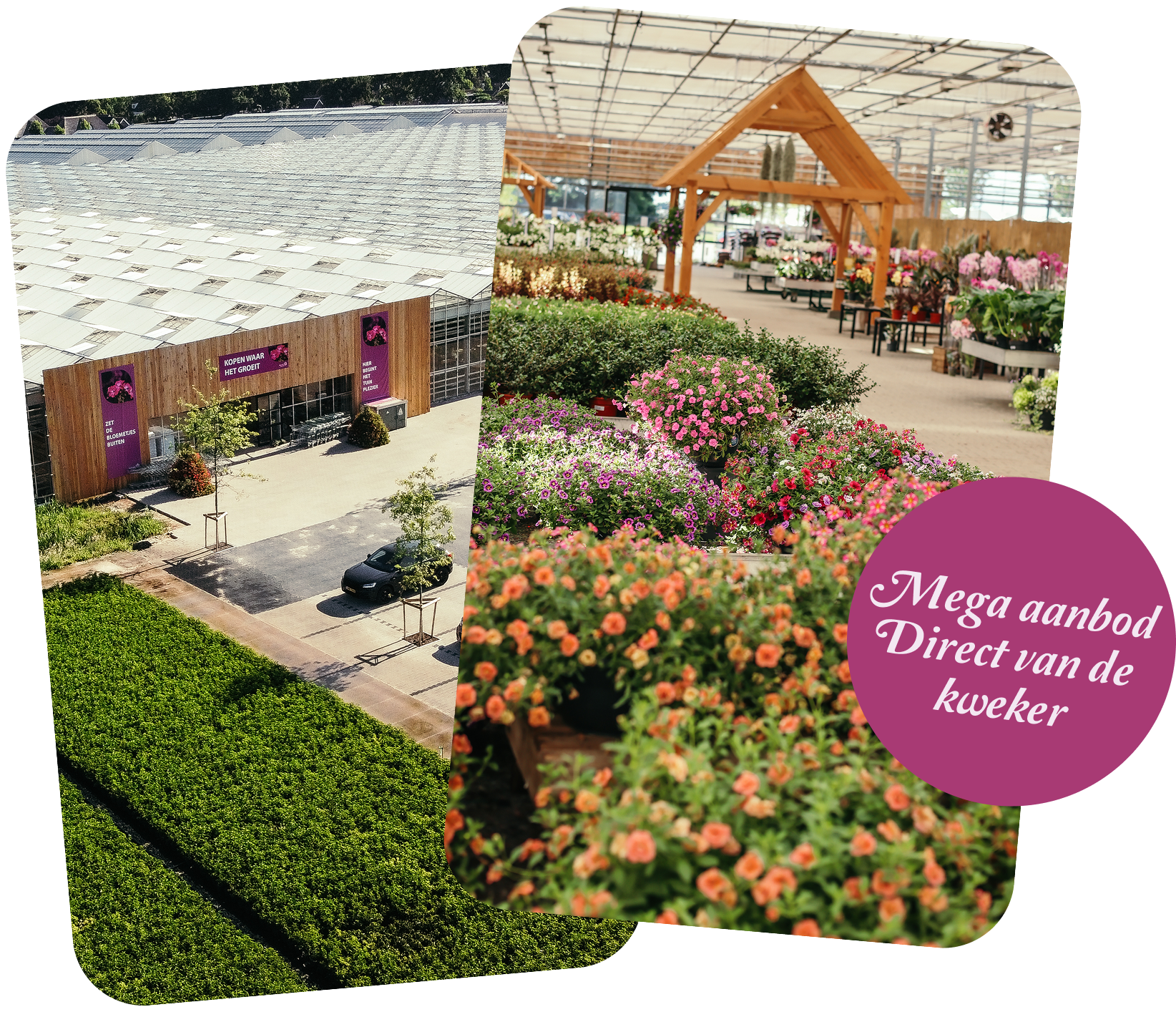 KWHG1 planten kopen Emmen